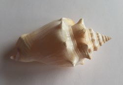 Strombus alatus