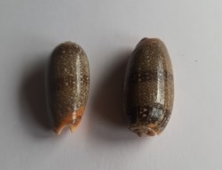 Oliva reticulata