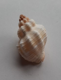 Cantharus tranquebaricus