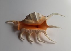 Lambis crocata