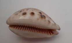 Cypraea Linx