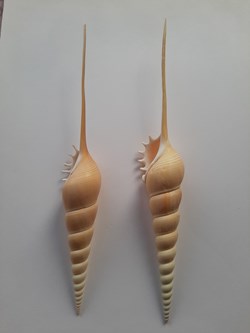 Tibia Fusus