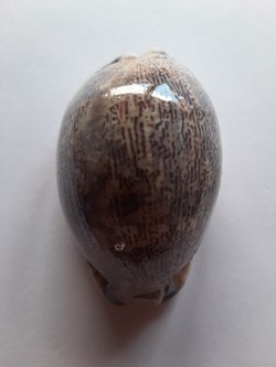 Cypraea Histrio