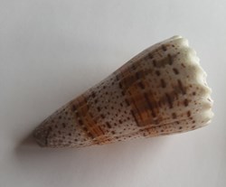 Conus imperialis