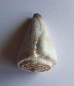 Conus distans