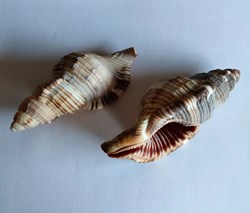 Monoplex pilearus2