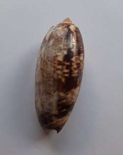 Oliva Miniacea