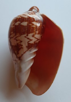 Cymbiola Nobilis Fasciata