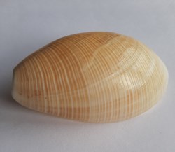 Scaphander lignarius
