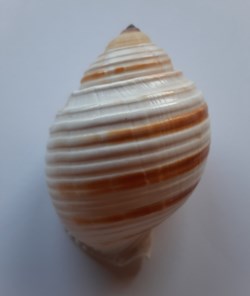 Tonna Allium