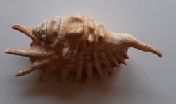 Lambis Millipeda