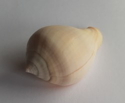 Volema paradisiaca