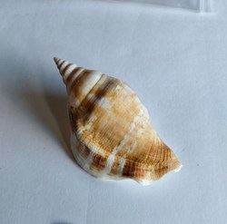 Dolomena dilatata