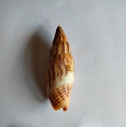 Mitra incompta o nebularia incompta