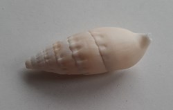 Rhinoclavis vergatus