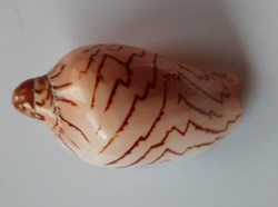 Cymbiola Nobilis