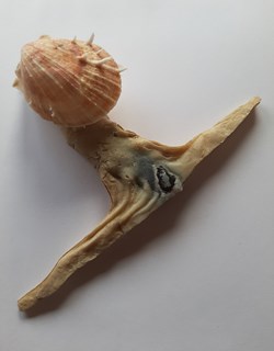 Malleus Albus