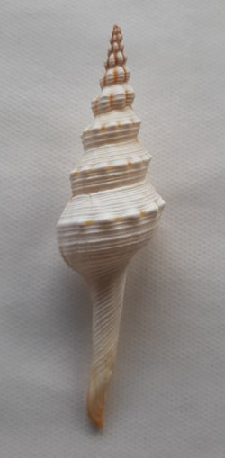Fusinus Dupetitthouarsi