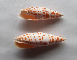 Mitra Mitra