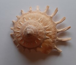 Stellaria Solaris