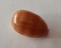 Lyncina Carneola