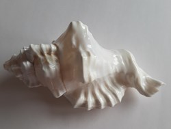 cymatium lotorum blanco