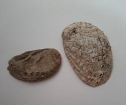 Aliotis Tuberculata (oreja de mar)