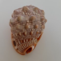 Cypraecassis Rufa