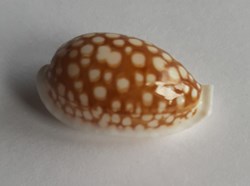 Cypraea cribarula cribaria