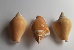 Laevistrombus canarium