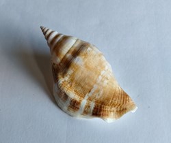 Dolomena dilacata