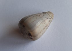 Conus glaucus