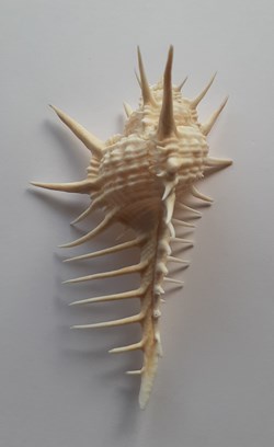 Murex Nigrispinosus