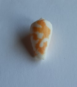 Conus robini