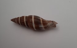 Vexilium Formosense