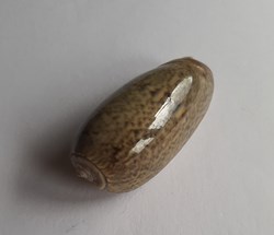 Oliva vidua cincta