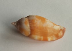 Strombus fragilis