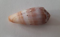Conus Circumcisus