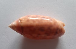Oliva Annulata