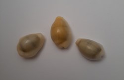Erosaria Moneta annulus