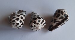 Conus ebraeus