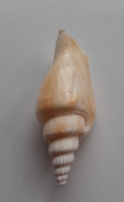 Strombus vittatus