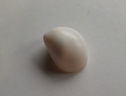 Polinices flemingianus