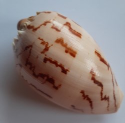 Melo (Melocorona) Broderipi