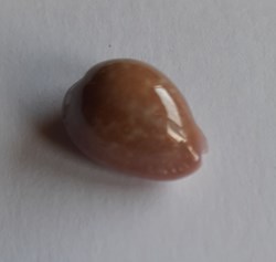 Cypraea poraria