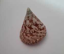 Trochus Virgatus