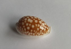 Cypraea cribaria