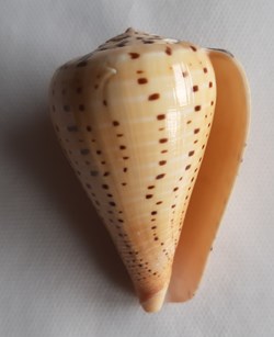 Conus Betulinos