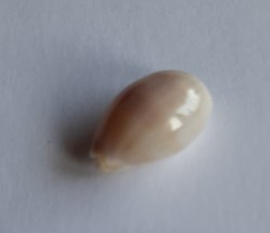 Cypraea Clandestina passerina