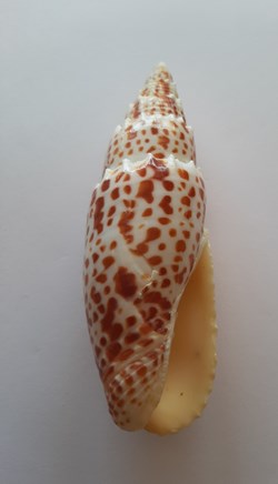 Mitra Papalis